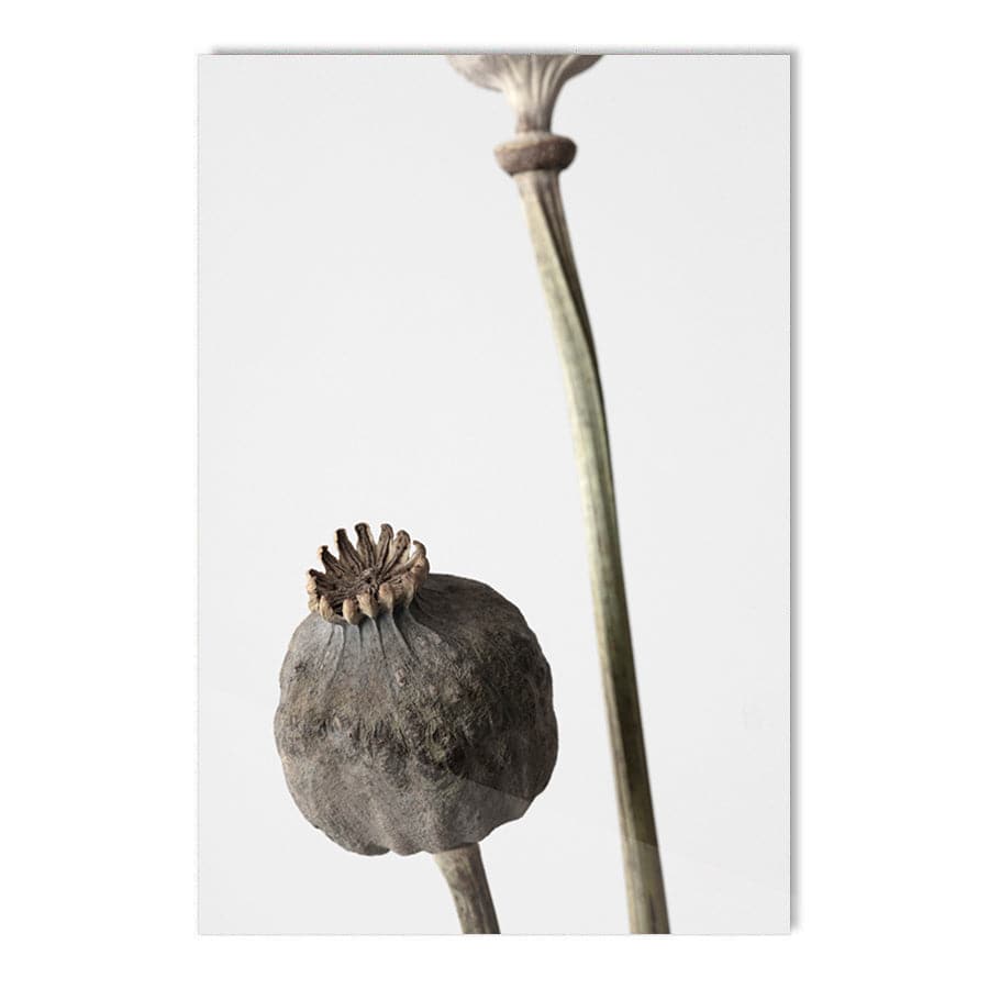 Dried Flowers 005 by Studio Scandi III