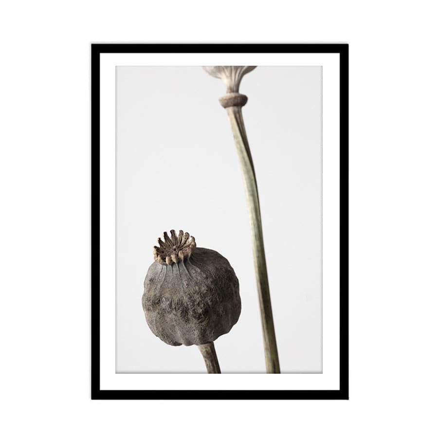 Dried Flowers 005 by Studio Scandi III