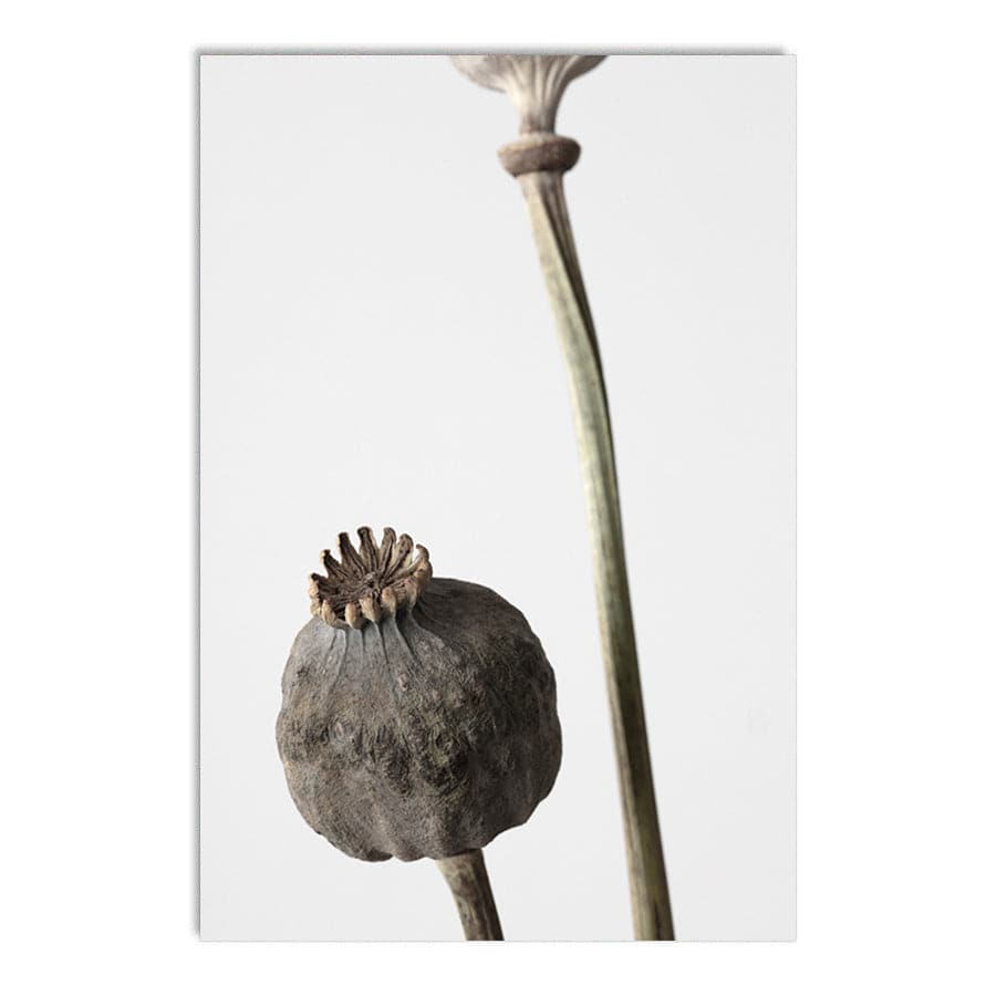 Dried Flowers 005 by Studio Scandi III