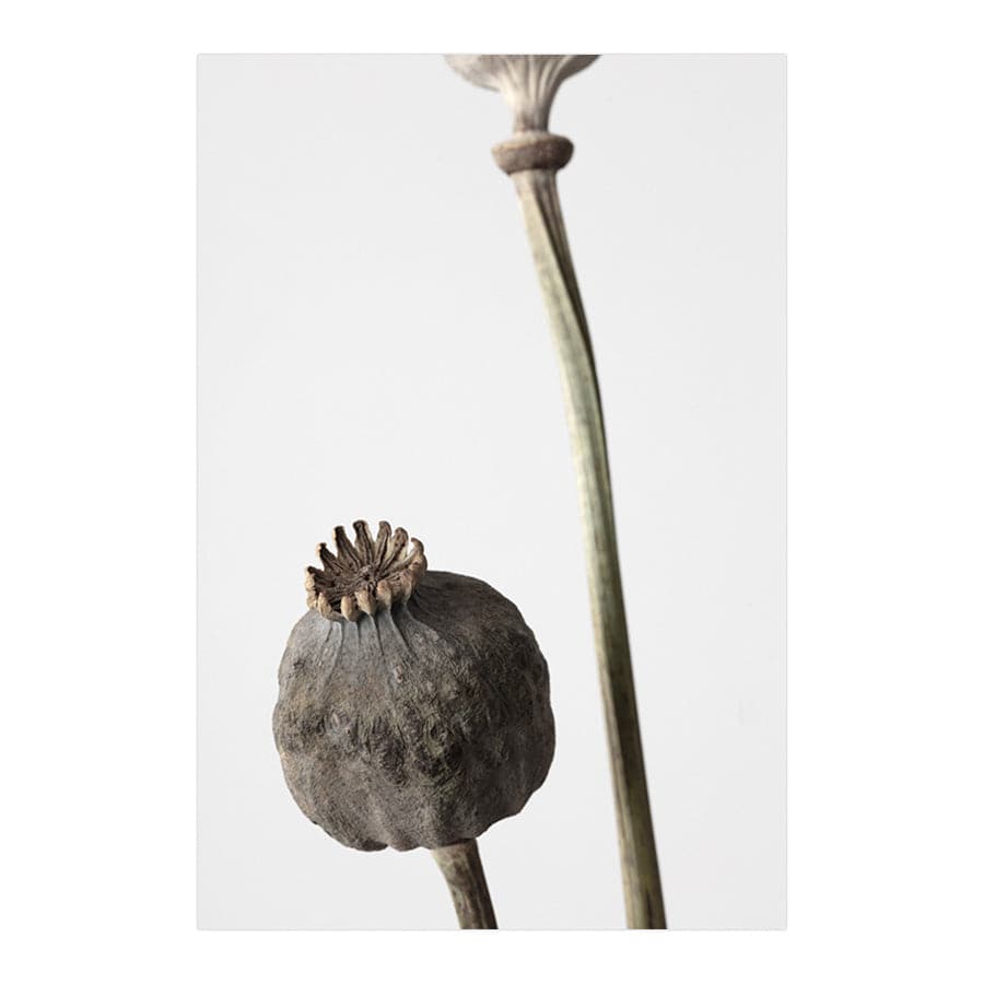 Dried Flowers 005 by Studio Scandi III