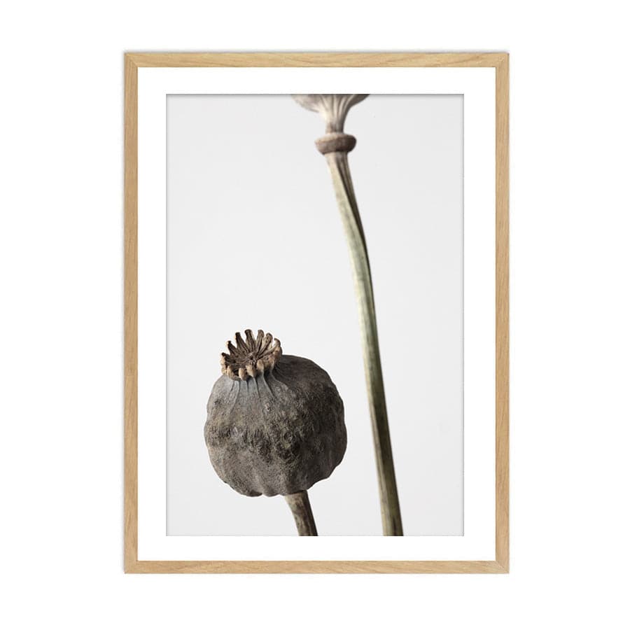 Dried Flowers 005 by Studio Scandi III