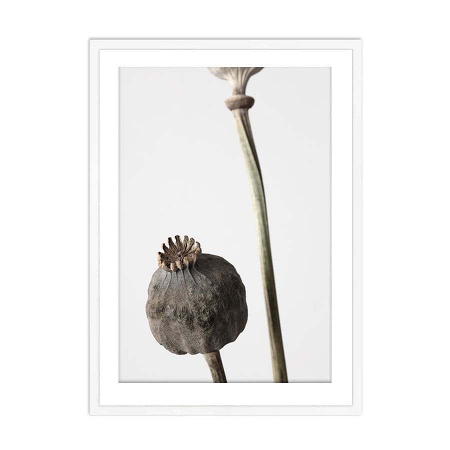 Dried Flowers 005 by Studio Scandi III