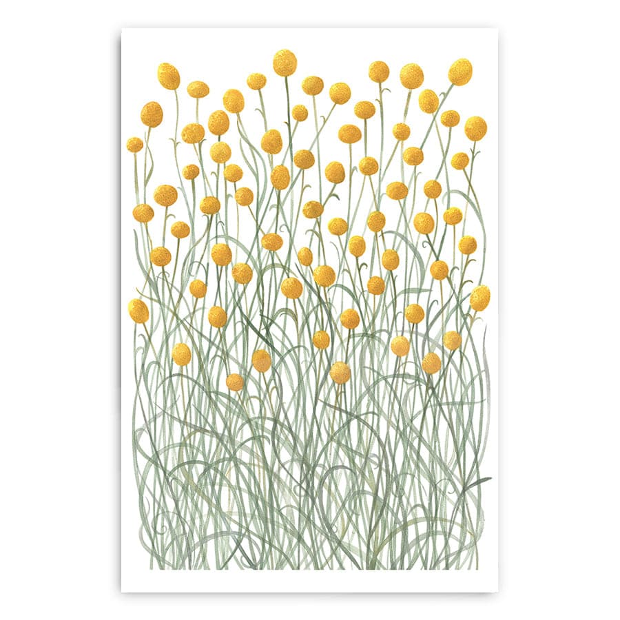 Billy Buttons by Natalie Ryan