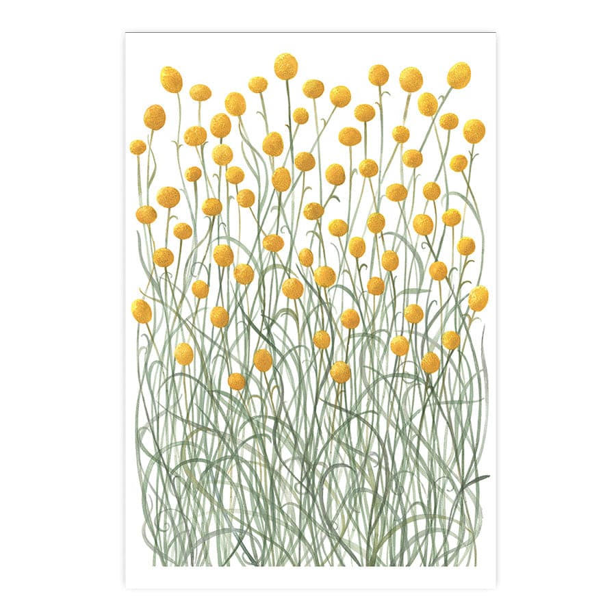 Billy Buttons by Natalie Ryan