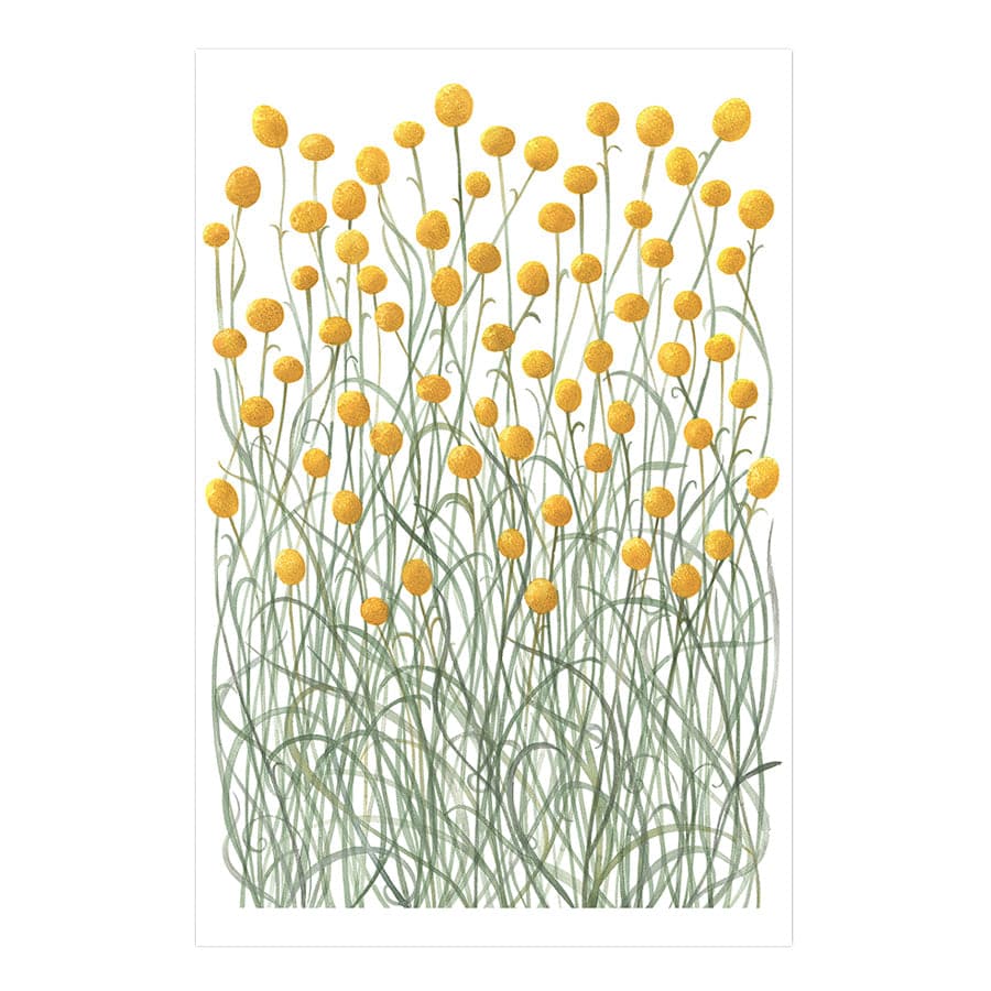 Billy Buttons by Natalie Ryan