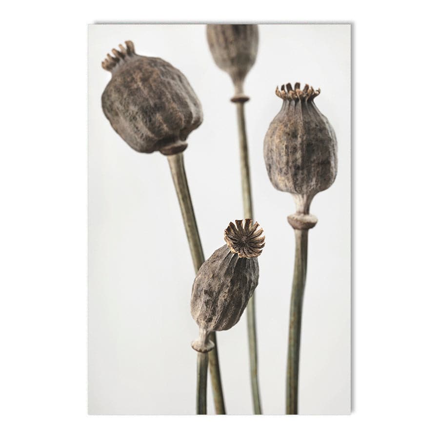 Dried Flowers 006 by Studio Scandi III