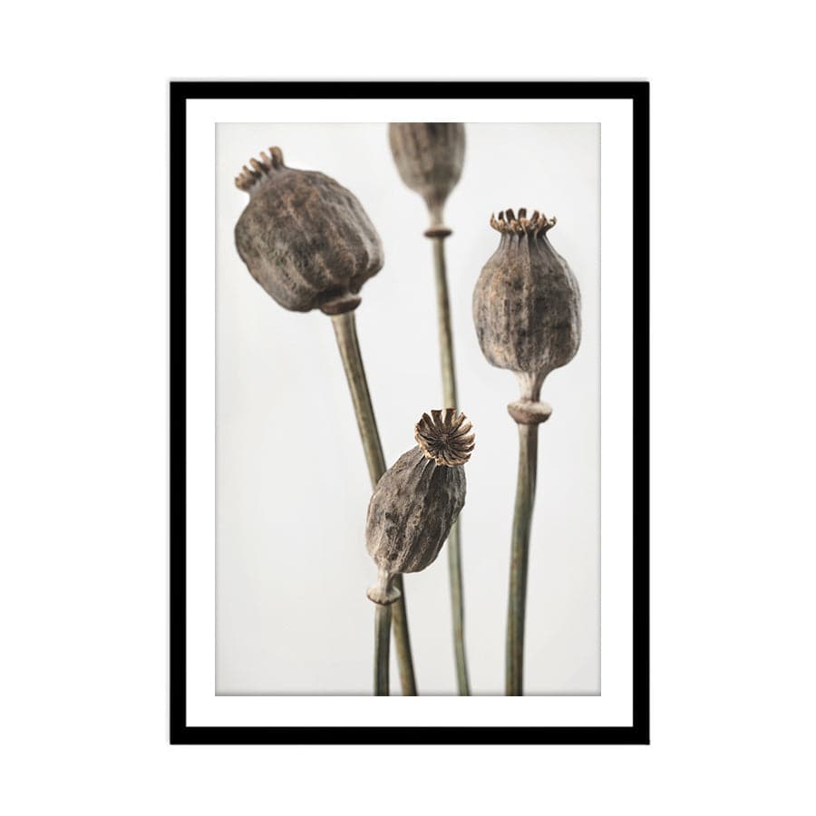 Dried Flowers 006 by Studio Scandi III