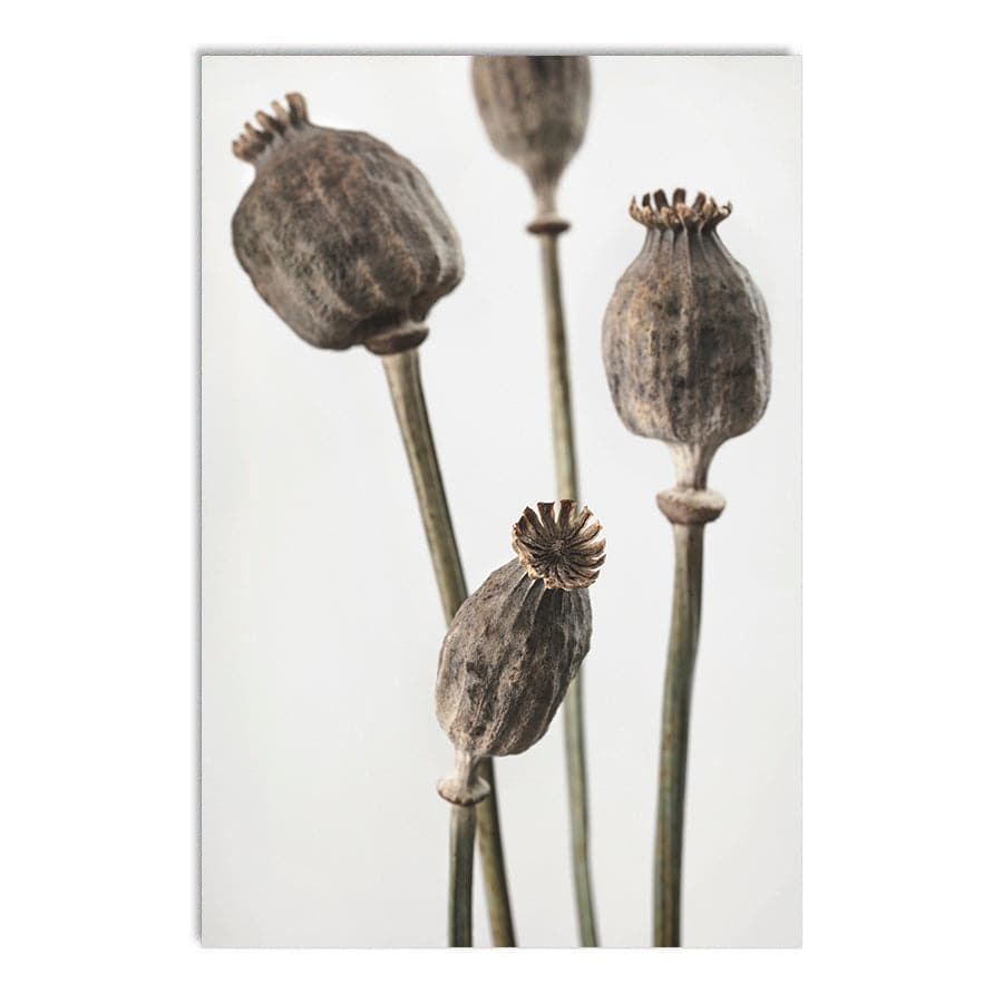 Dried Flowers 006 by Studio Scandi III