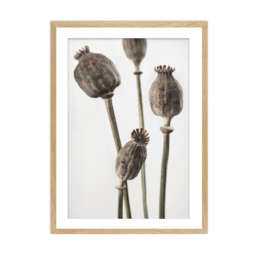 Dried Flowers 006 by Studio Scandi III