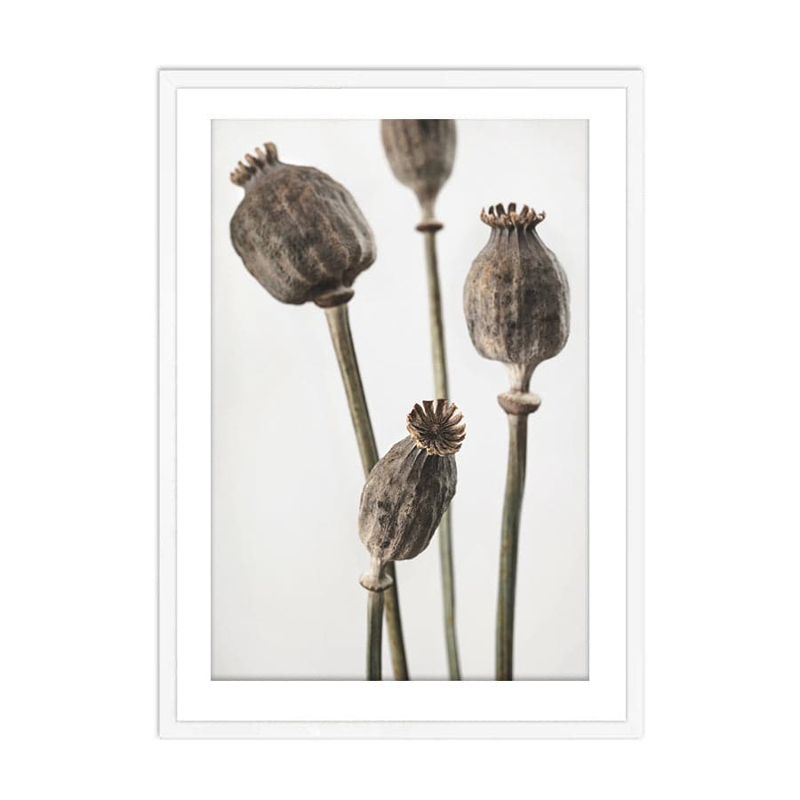 Dried Flowers 006 by Studio Scandi III