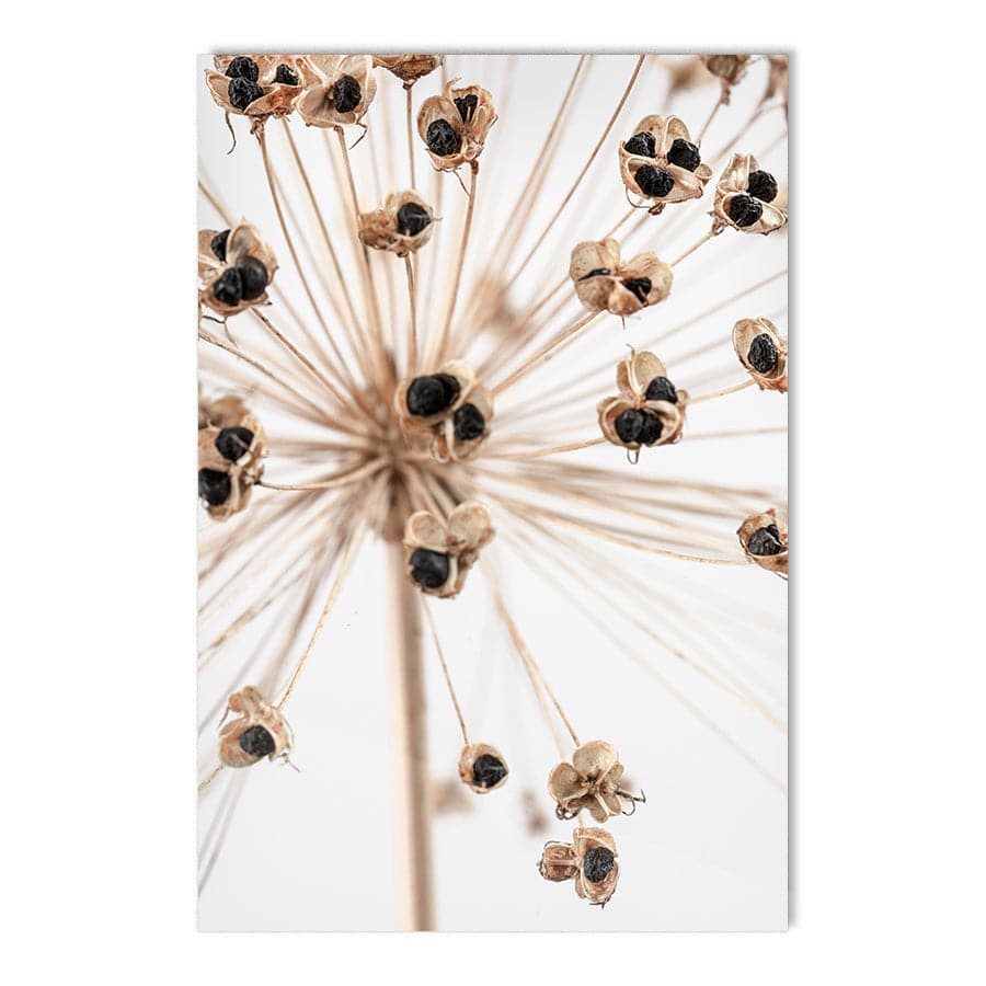Dried Flowers 007 by Studio Scandi III