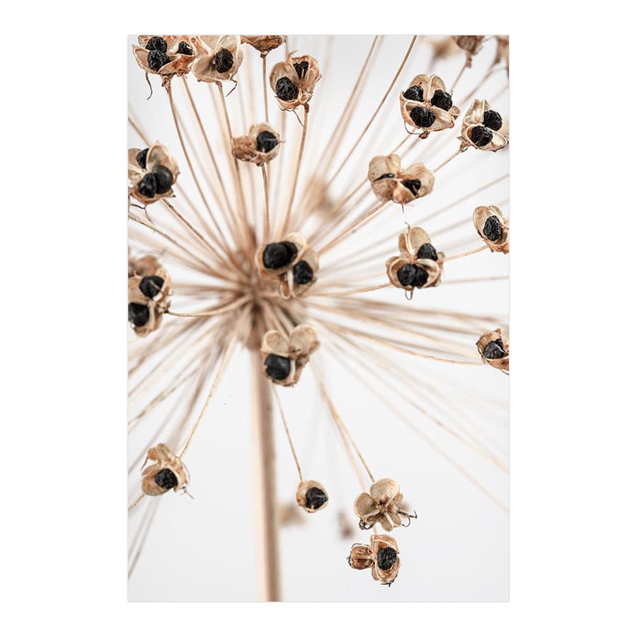 Dried Flowers 007 by Studio Scandi III