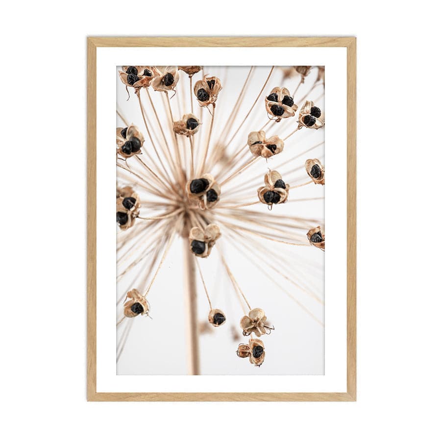 Dried Flowers 007 by Studio Scandi III