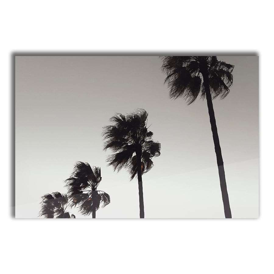 Palm 004 by Studio Scandi III