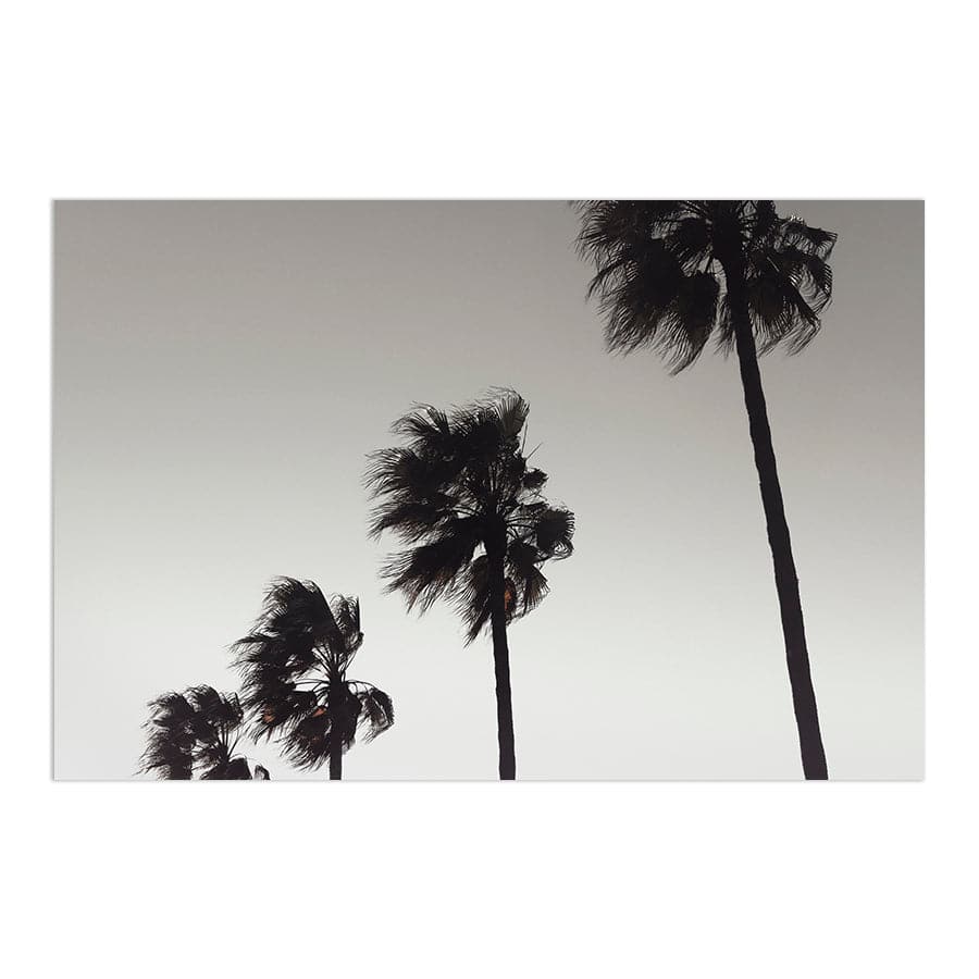Palm 004 by Studio Scandi III