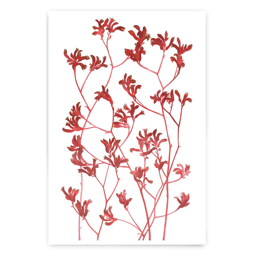 Kangaroo Paws by Natalie Ryan