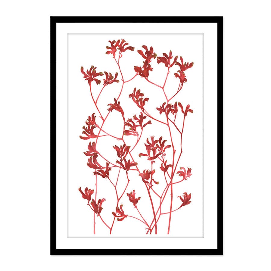 Kangaroo Paws by Natalie Ryan