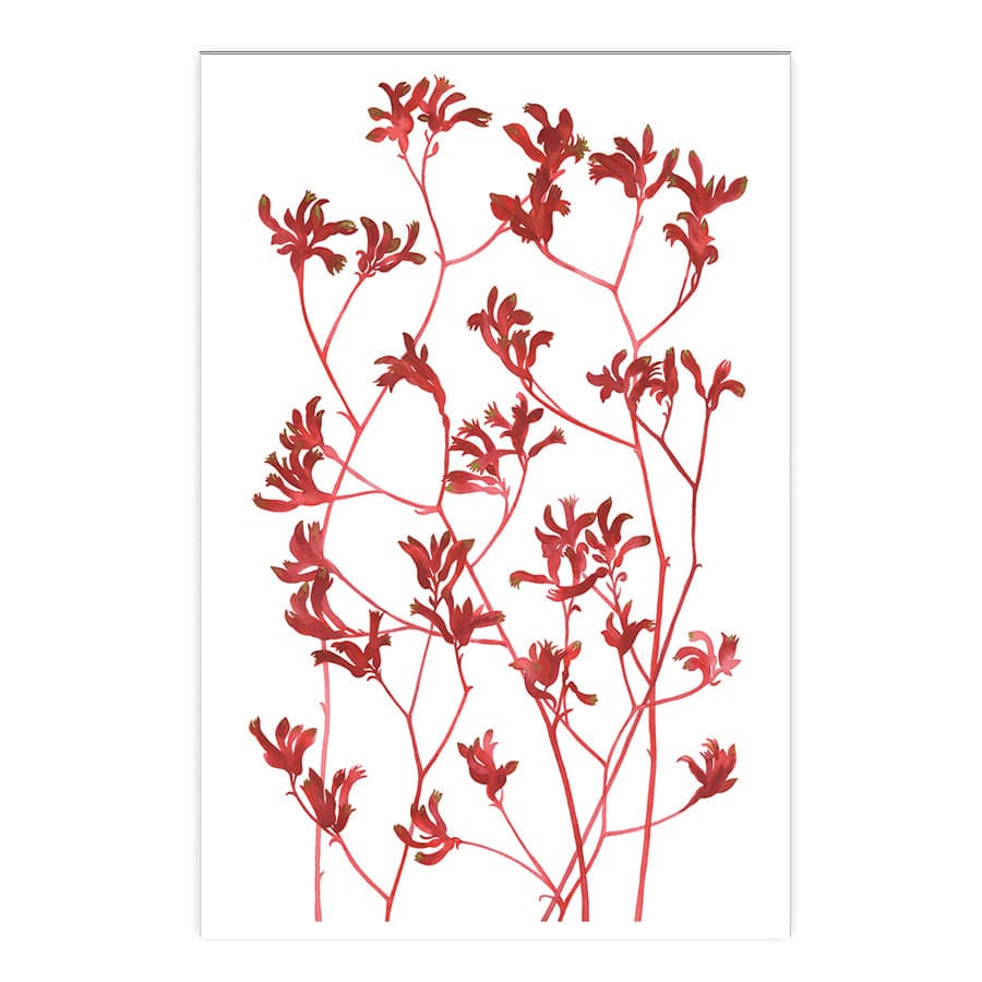 Kangaroo Paws by Natalie Ryan