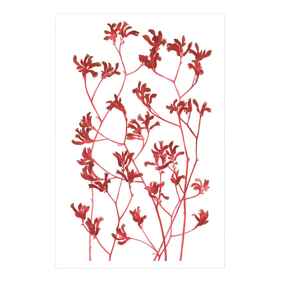 Kangaroo Paws by Natalie Ryan