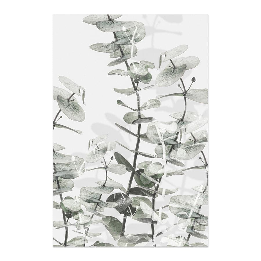 Eucalyptus 001 by Studio Scandi III