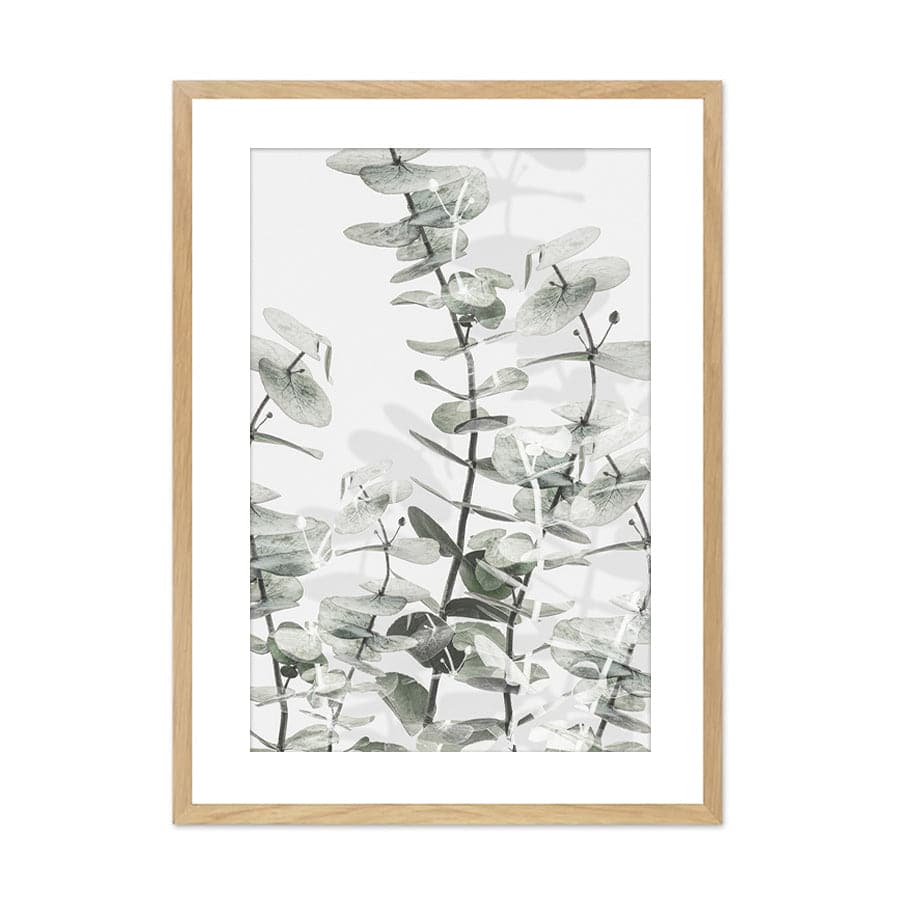 Eucalyptus 001 by Studio Scandi III