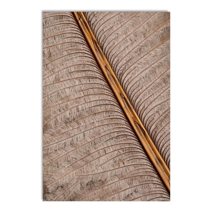 Feather 007 by Studio Scandi III