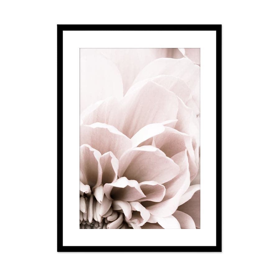 Chrysanthemum 07 by Studio Scandi III