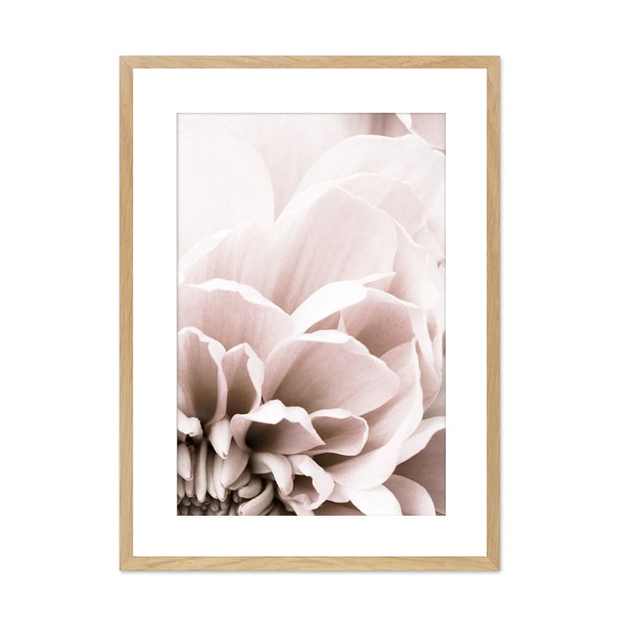 Chrysanthemum 07 by Studio Scandi III