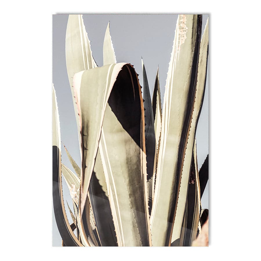 Kaktus 002 by Studio Scandi III