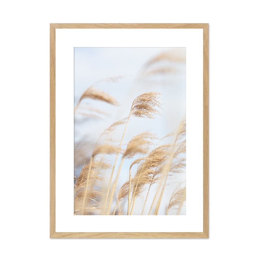 Grass Reed and Sky 2 by Studio Scandi III