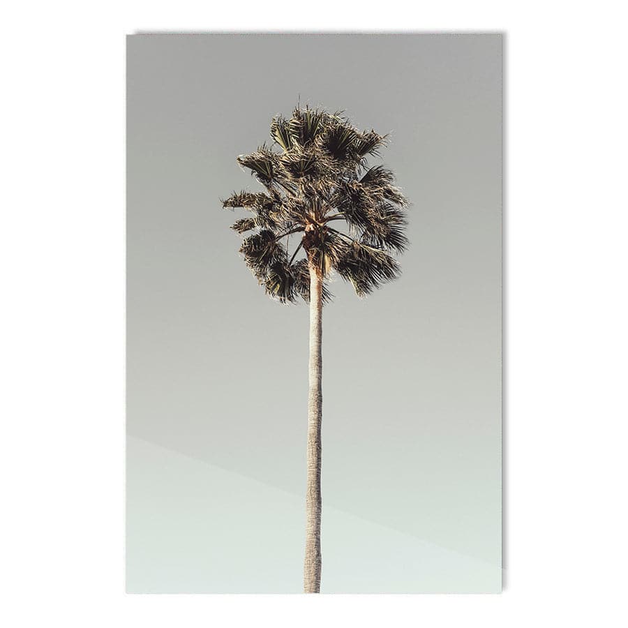 Palm 001  by Studio Scandi III