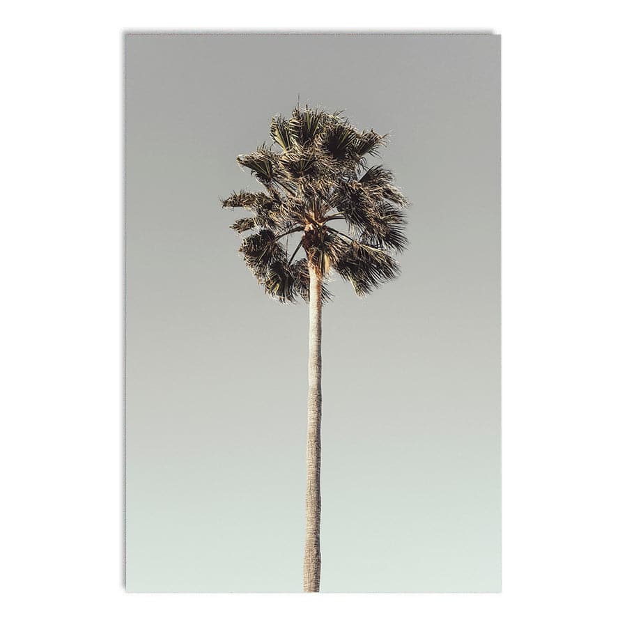 Palm 001  by Studio Scandi III