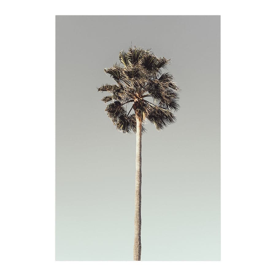 Palm 001  by Studio Scandi III