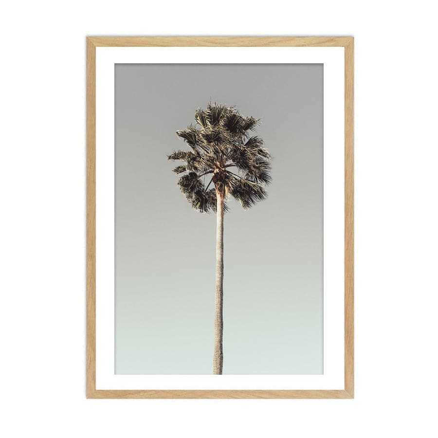 Palm 001  by Studio Scandi III