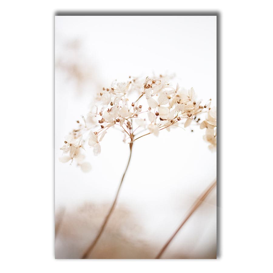 Soft Dried Flowers by Studio Scandi III