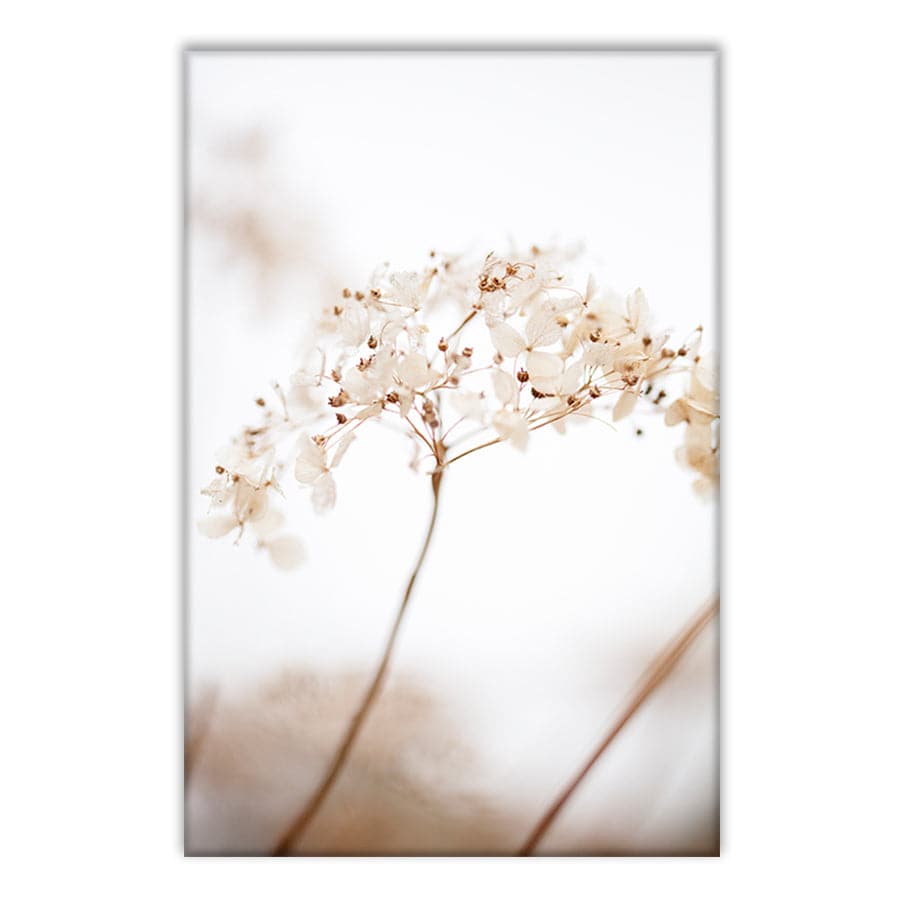 Soft Dried Flowers by Studio Scandi III