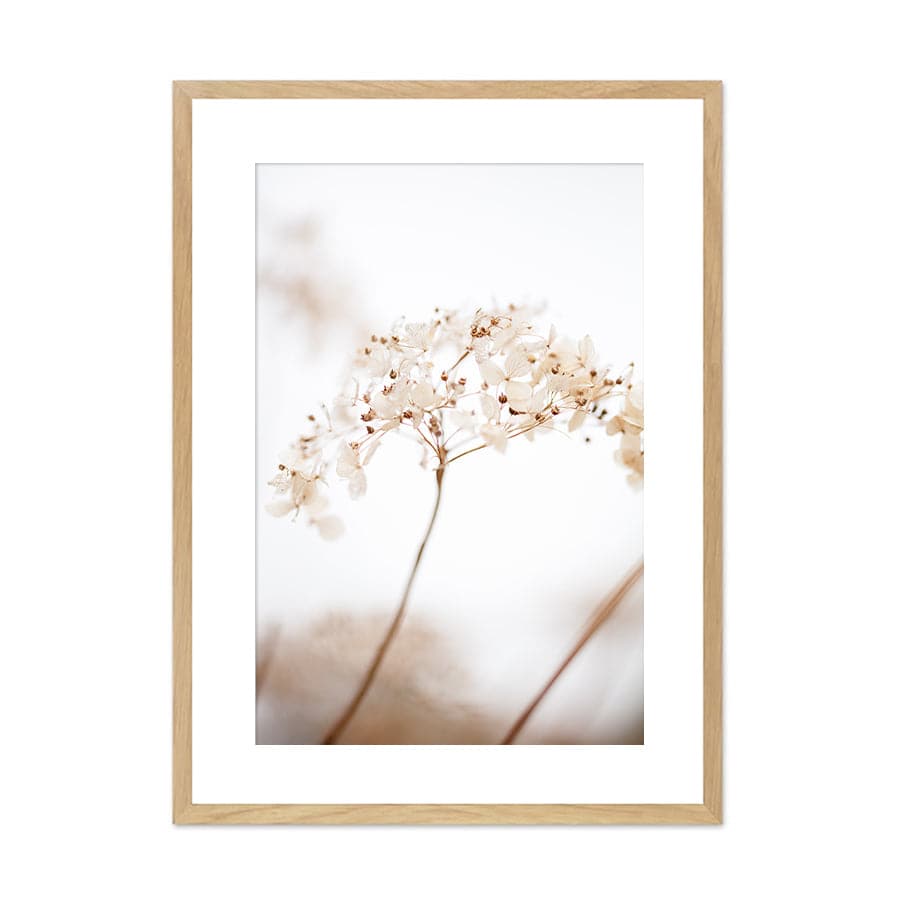 Soft Dried Flowers by Studio Scandi III