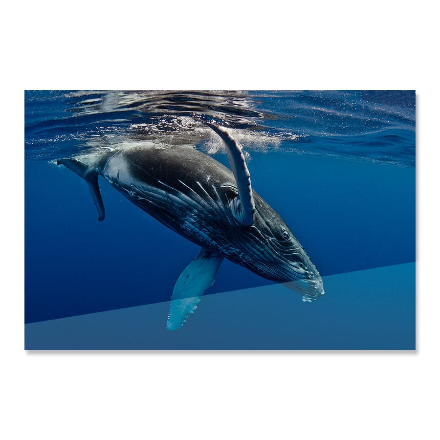 Humpback Whale by Barathieu