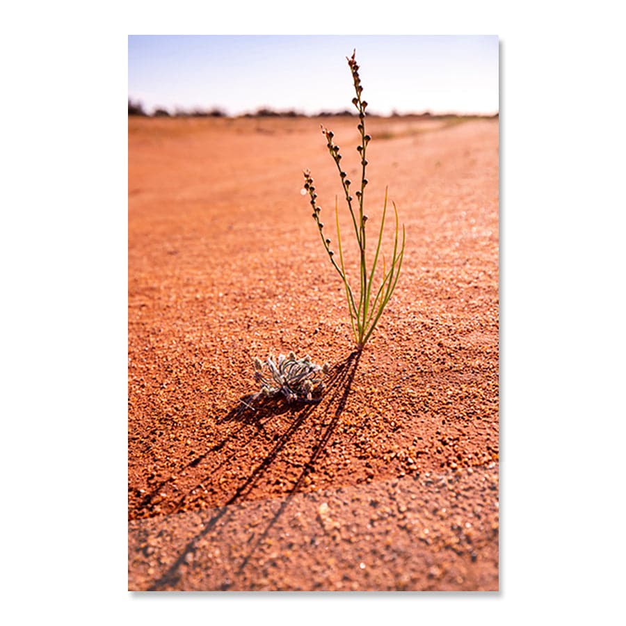 Desert Life by Stuart McAndrew