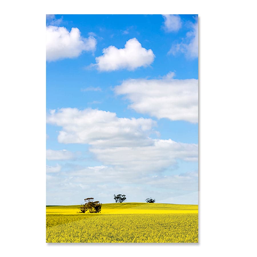 Golden Fields by Stuart McAndrew