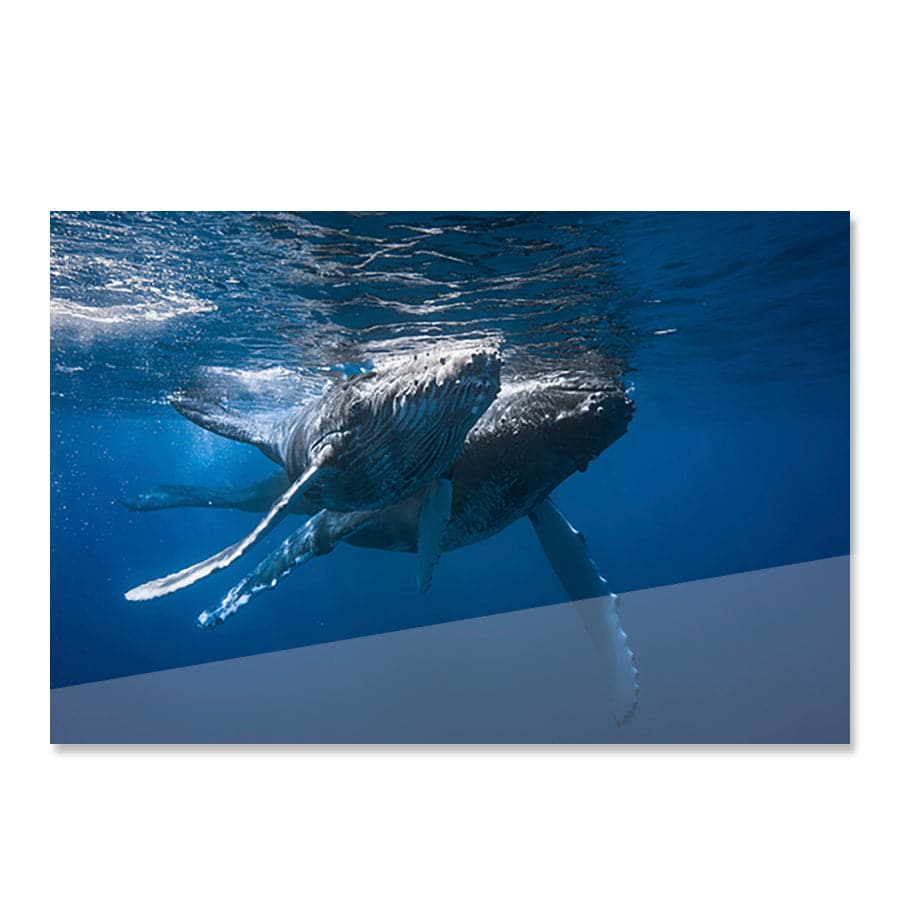 Humpback Whales by Barathieu