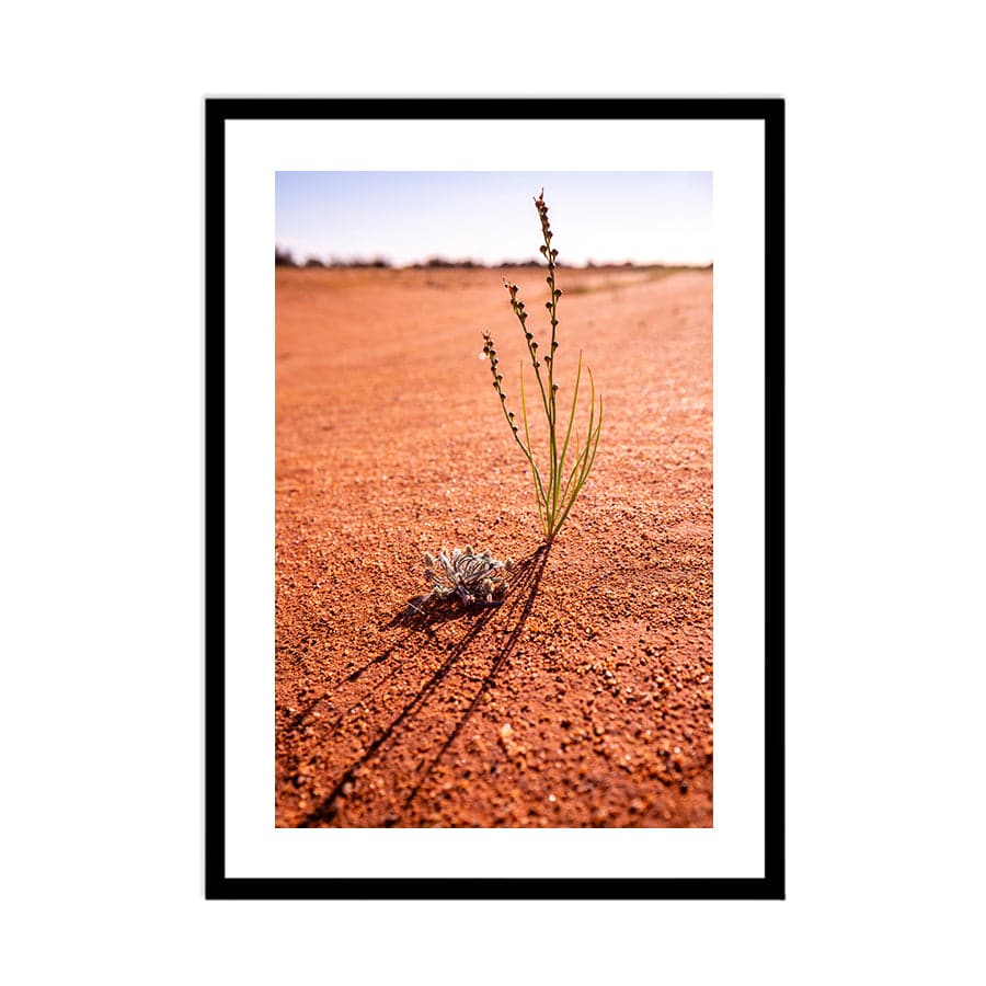 Desert Life by Stuart McAndrew