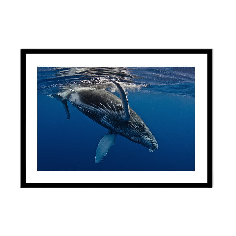 Humpback Whale by Barathieu