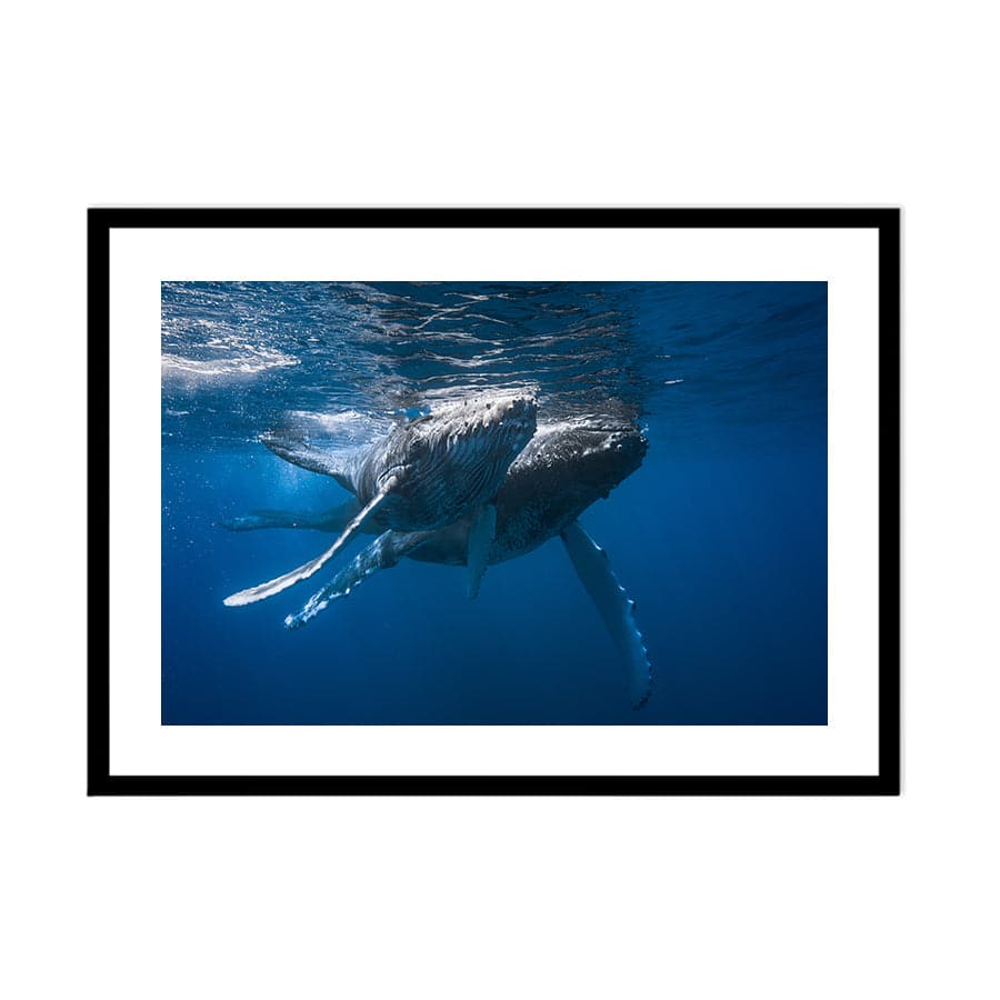 Humpback Whales by Barathieu
