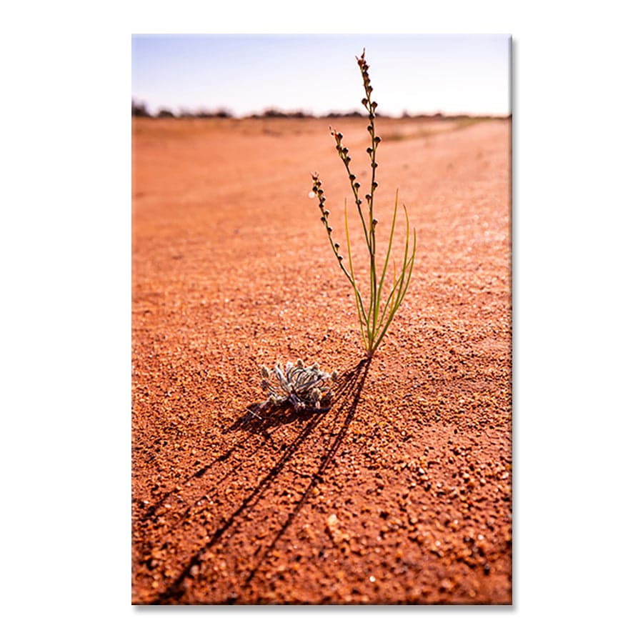 Desert Life by Stuart McAndrew