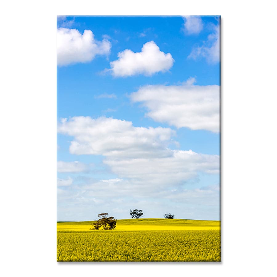 Golden Fields by Stuart McAndrew