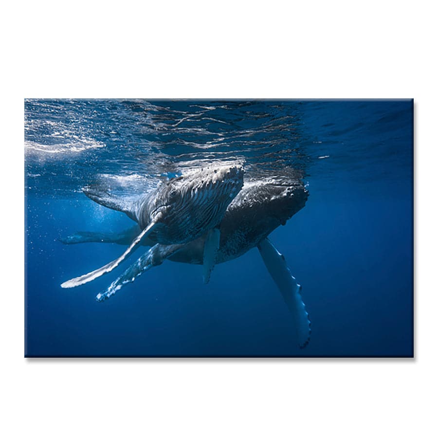 Humpback Whales by Barathieu