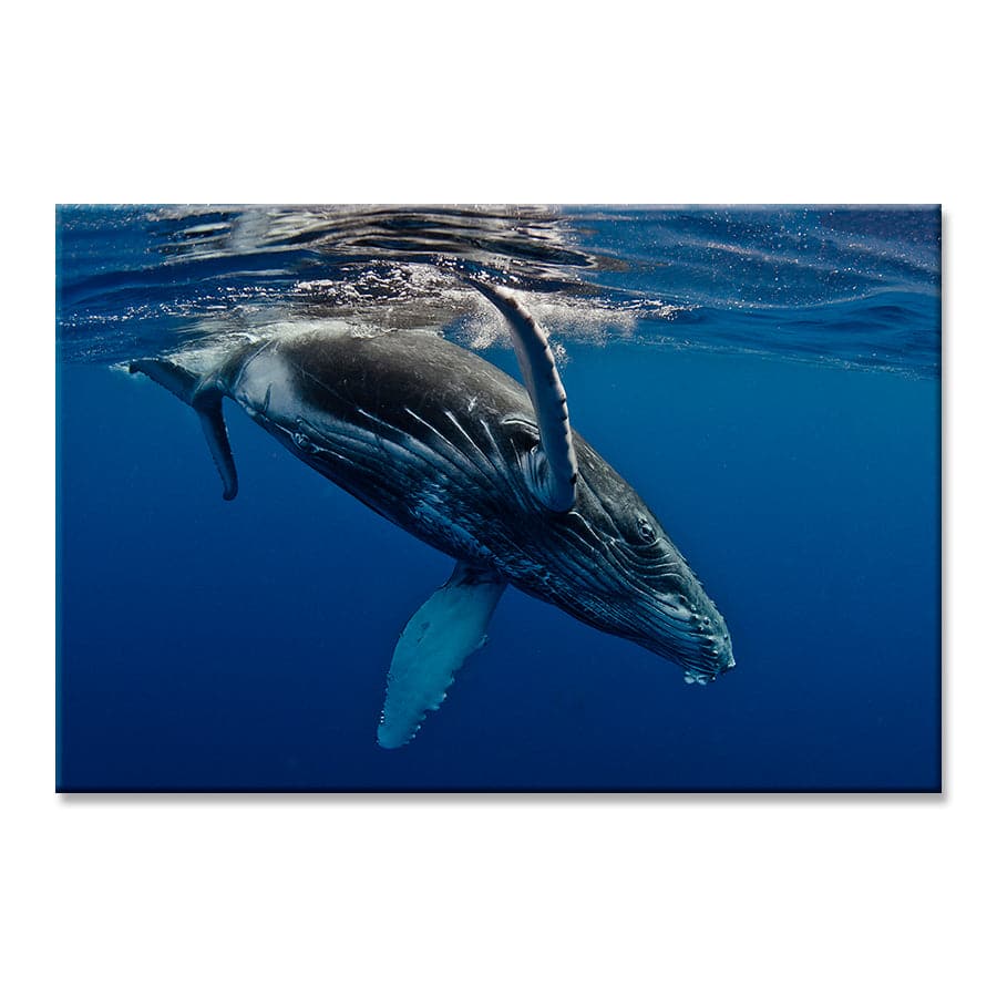 Humpback Whale by Barathieu