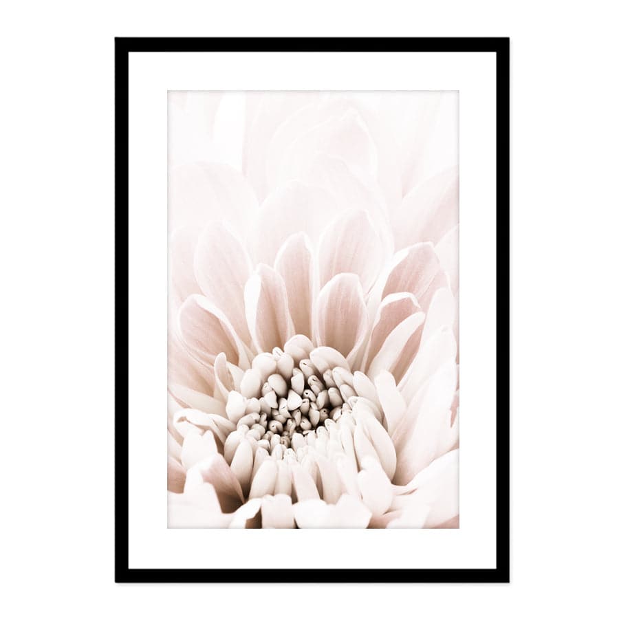 Chrysanthemum 6 by Studio Scandi II
