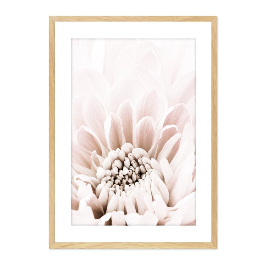 Chrysanthemum 6 by Studio Scandi II